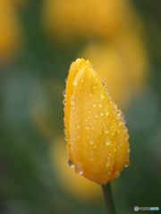 アイスチューリップ　③　210124