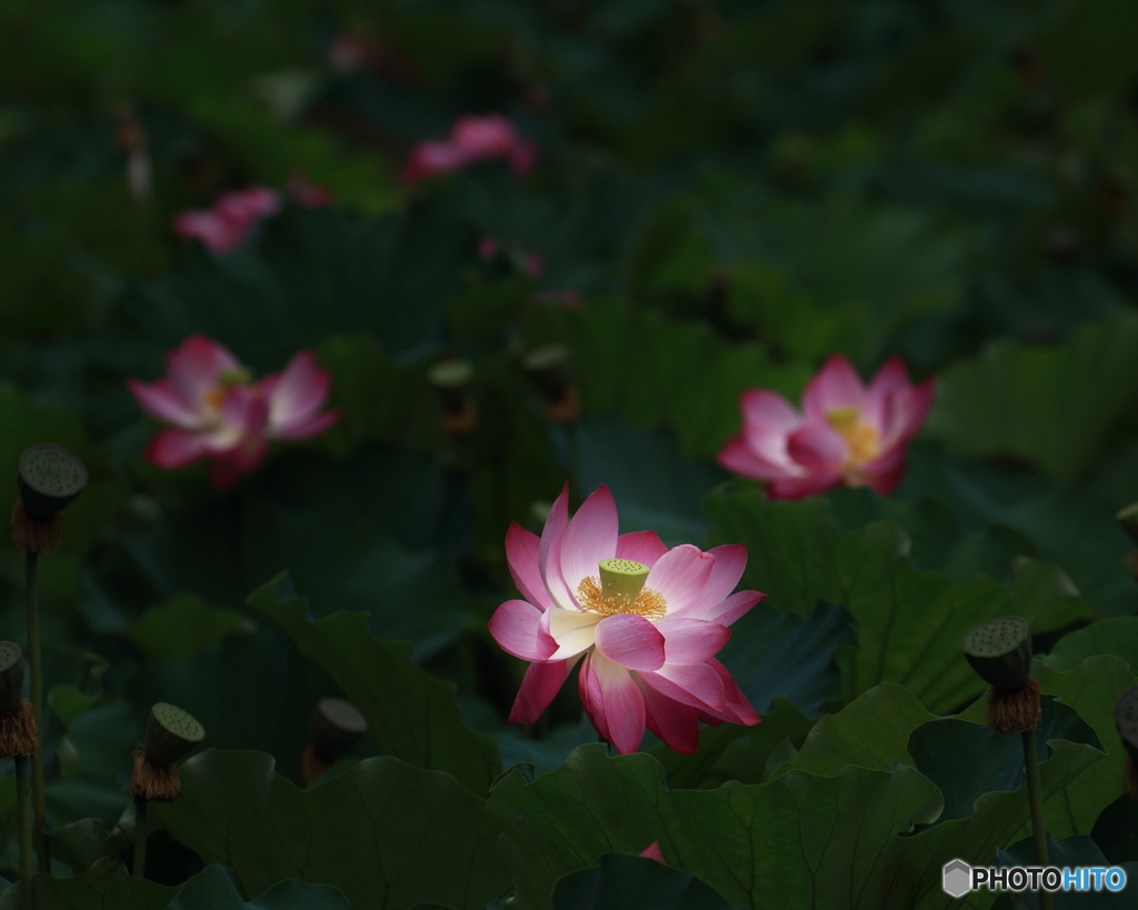 ハスの花　③　190714 