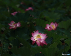 ハスの花　③　190714 