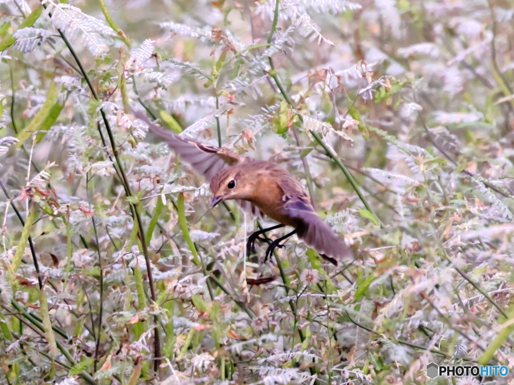 稲田のノビタキ　⓾　201003 