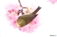 160306　河津桜とメジロ　Ⅰ