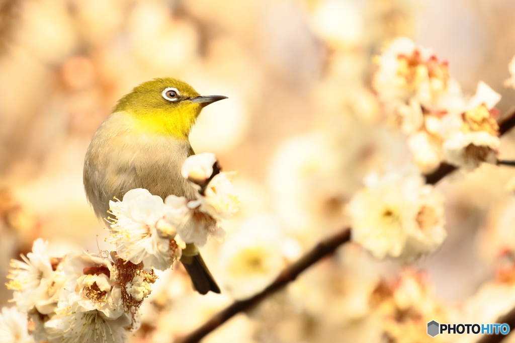 170302 ウメジロー　なんかなあ！
