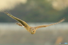 ハイチュウ♀　②　190117