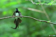 170622 鞍馬天狗？！