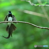 170622 鞍馬天狗？！