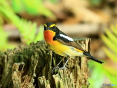 キビタキ　②　200604 