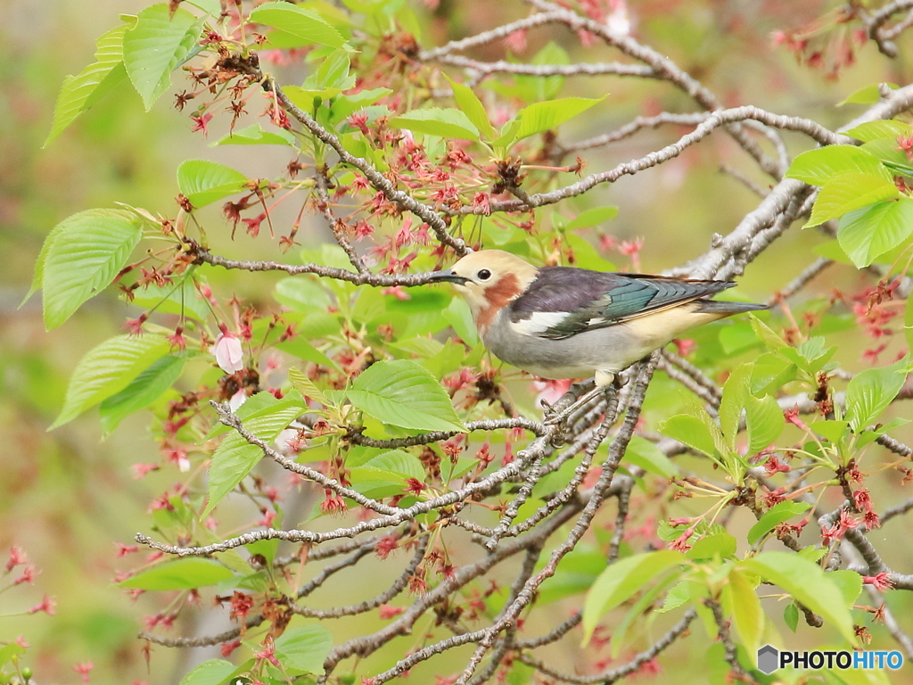 コムクドリ　②　200421