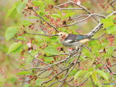 コムクドリ　②　200421