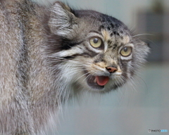 東山動物園の猛獣？　190721 