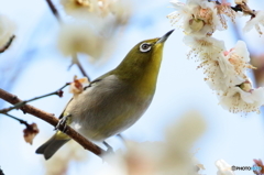 春のおとずれ