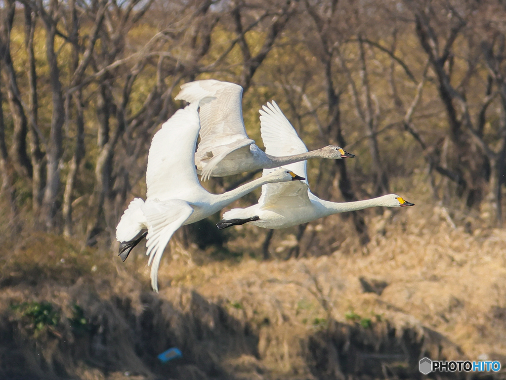 コハクチョウ　②　210211 