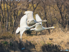 コハクチョウ　②　210211 