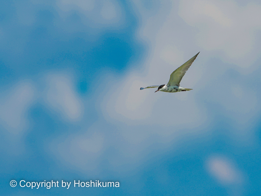 クロハラアジサシ　②　2200717 