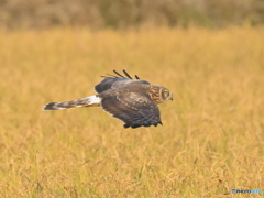 ハイチュウ　④　201121 