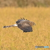 ハイチュウ　④　201121 