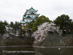 名古屋城と桜　①　220402 