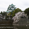 名古屋城と桜　①　220402 