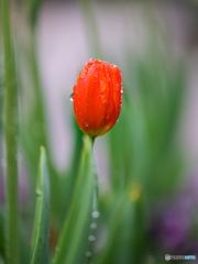 アイスチューリップ　④　210124