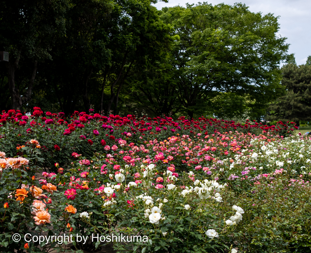 バラの花　③　20230505 