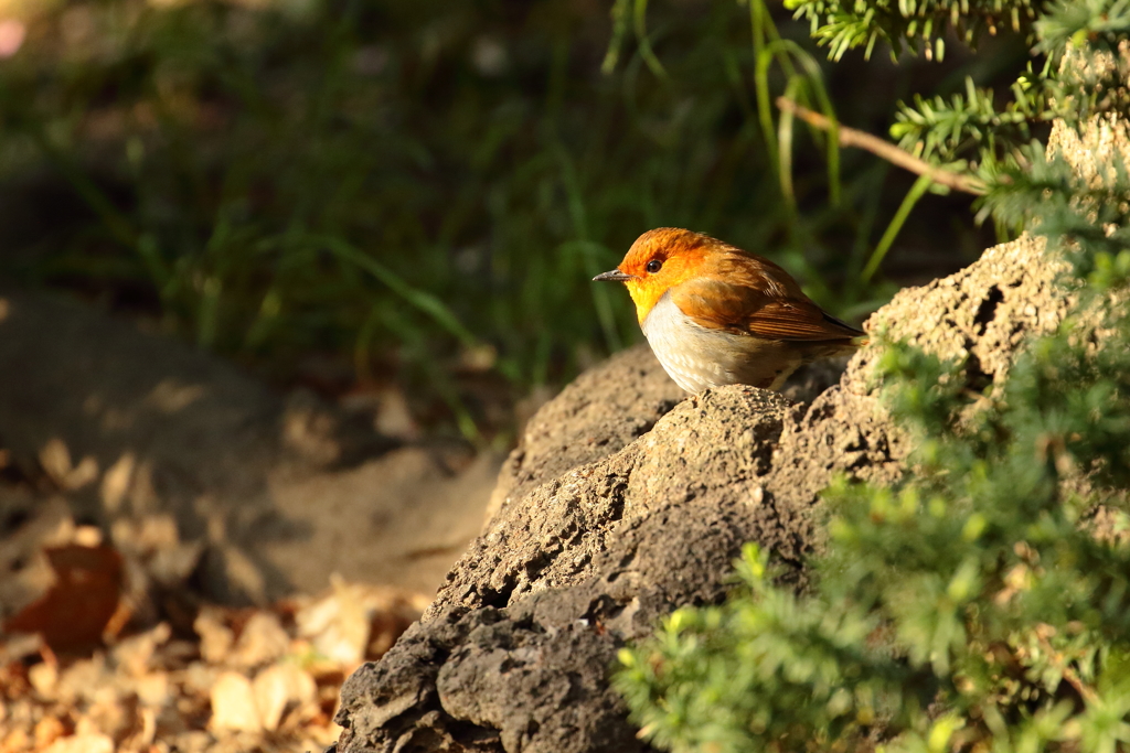 コマドリ　③　180408