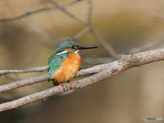 お写んぽ　⑥　210211 