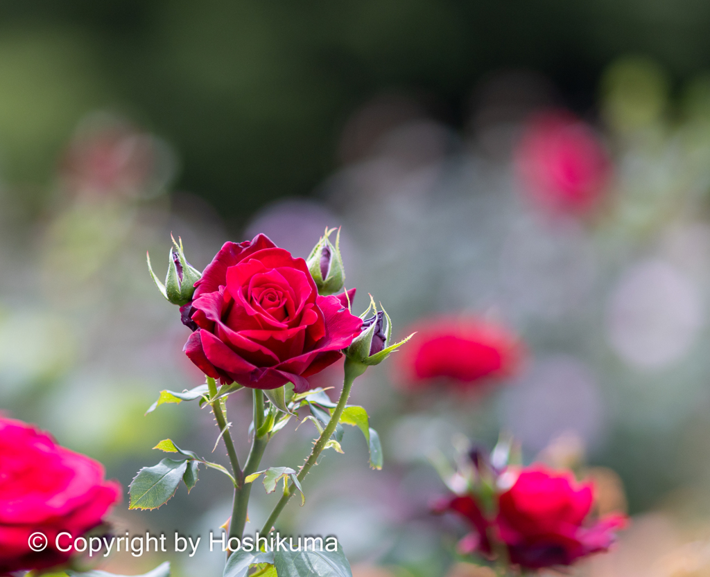 バラの花　①　20230505 