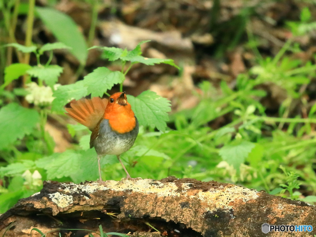 コマドリ　②　200421