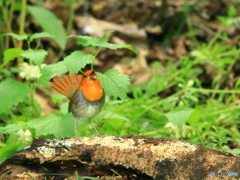 コマドリ　②　200421