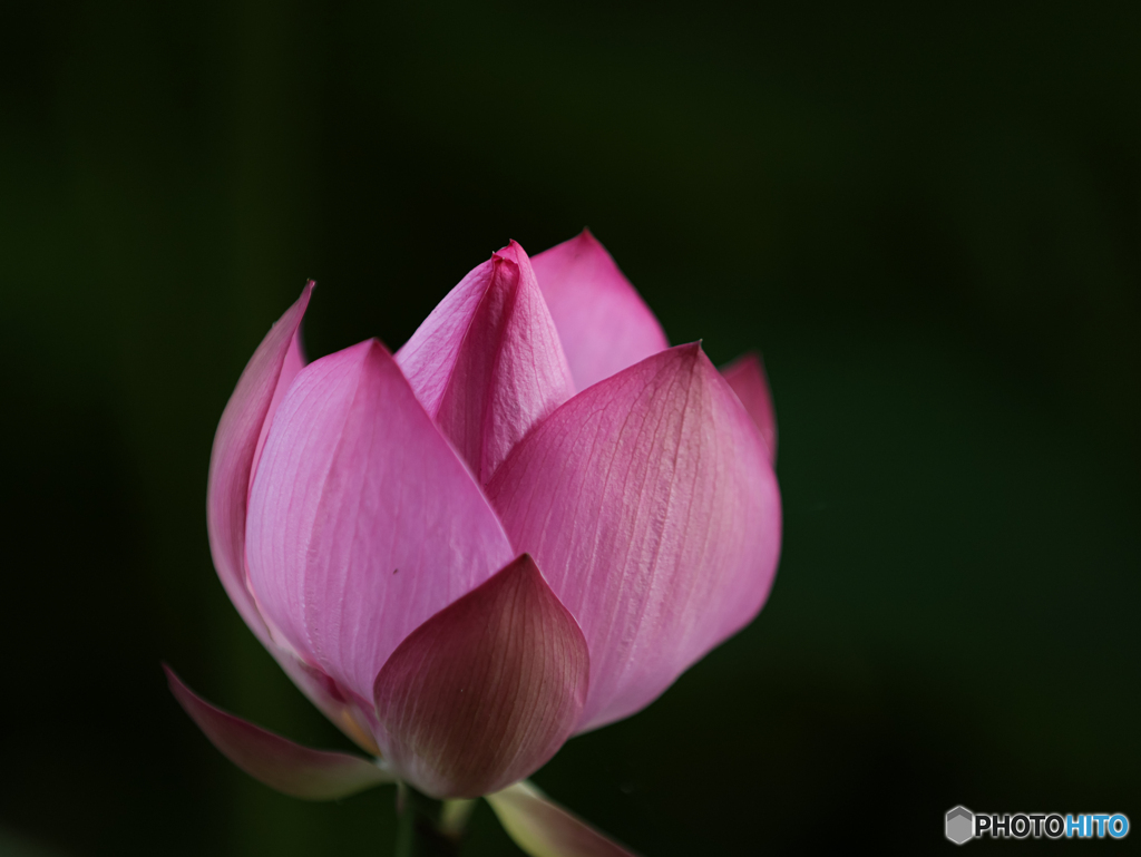 ハスの花　①　210713 