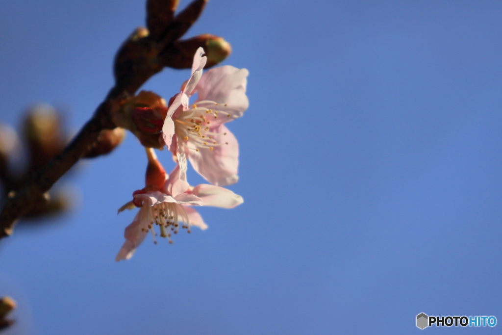 170208 河津桜