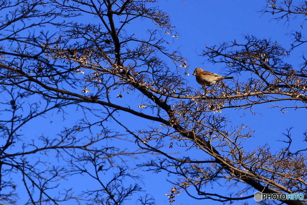 170117 アトリの群れ　弐
