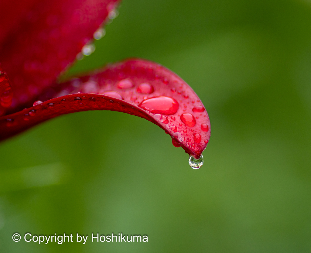 ユリの花　②　20230530 