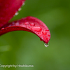 ユリの花　②　20230530 
