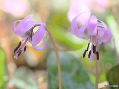 カタクリの花　⑤　200321 