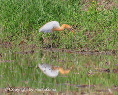 アマサギ　①　20230509 