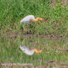 アマサギ　①　20230509 