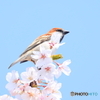ニュウナイスズメ　②　200404 