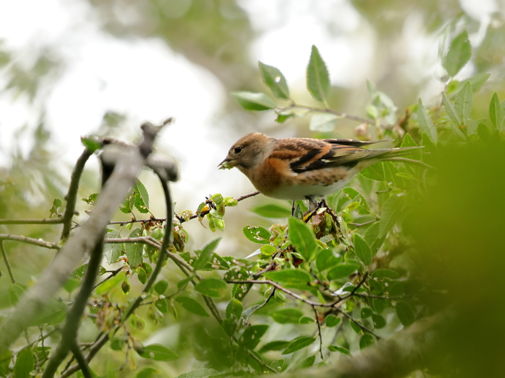 アトリ　①　201018 