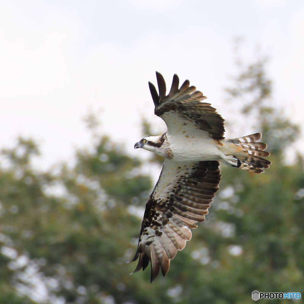 ミサゴ　③　200916 