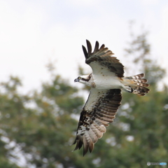 ミサゴ　③　200916 