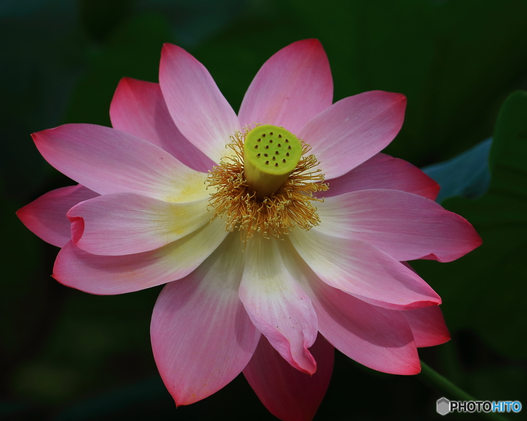 ハスの花　①　190707
