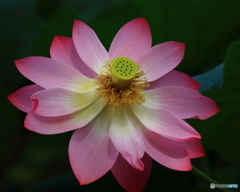 ハスの花　①　190707