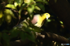 170404 アオバト　　初撮り