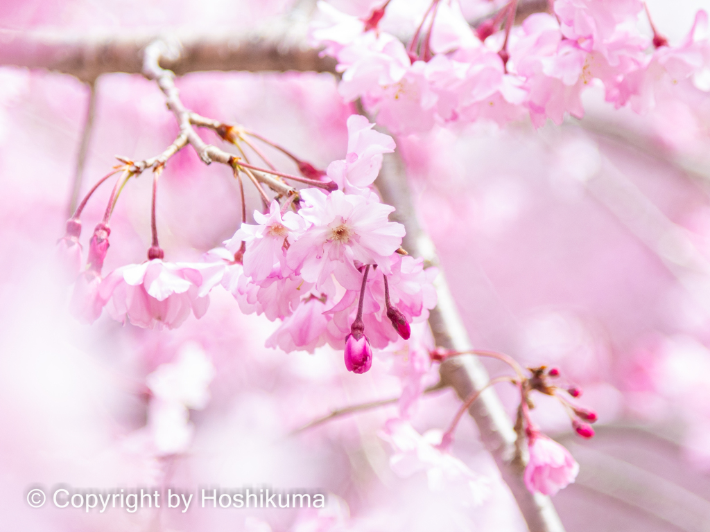 SAKURA　②　220401 