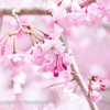 SAKURA　②　220401 