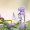 カタクリの花　②　200321 