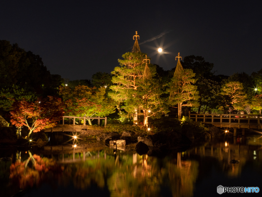 白鳥公園雪吊り　③　211120 