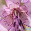 カタクリの花　⑥　210314 