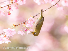 河津桜とメジロ　①　220314 