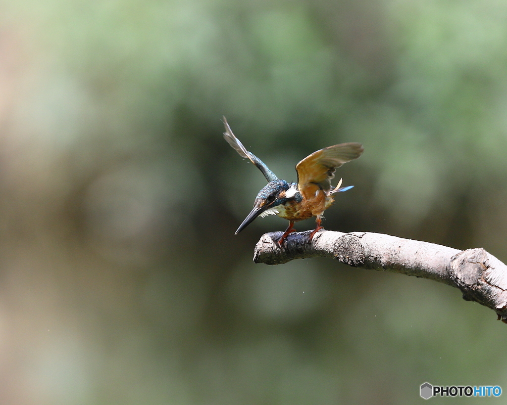 カワセミ　②　190806 